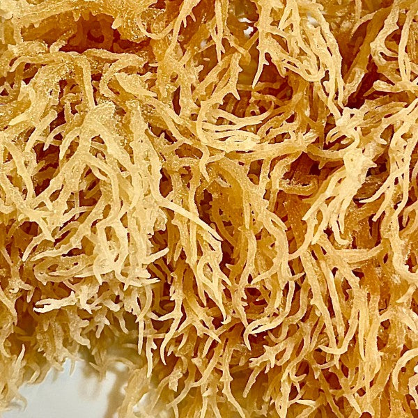 1lb Jamaican Golden Irish Moss