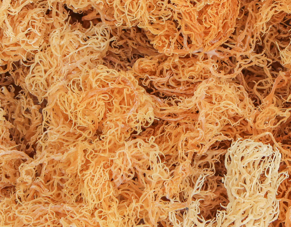 8oz Jamaican Golden Irish Moss