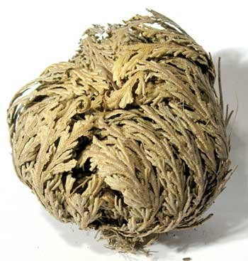 Rose of Jericho Jericho Flower