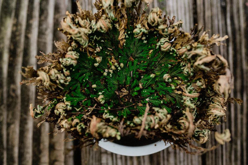 Rose of Jericho Jericho Flower